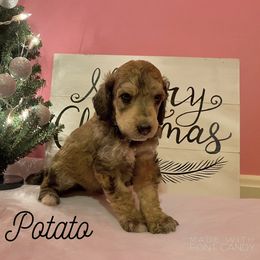 Poodle Puppies from Cosmic Caliber Standard Poodles