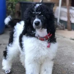 Aussiedoodles from DD's Fur Babies  farm