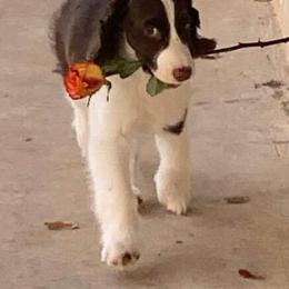 English Springer Spaniel Puppies from Gentry Springers