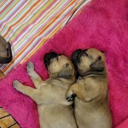 Bullmastiff Puppies from Sunny Beach Bullmastiffs