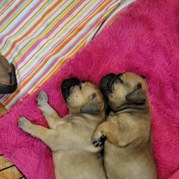 Bullmastiff Puppies from Sunny Beach Bullmastiffs