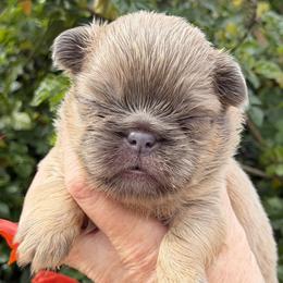 Jake - Fawn male French Bulldog puppy in Hemet, California from Bowman Pups