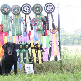 Mada - Labrador Retriever
