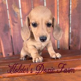 Sierra-2200 - Cream female Dachshund puppy in Atwood, Oklahoma from Holder’s Doxie Farm