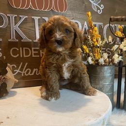 Cavapoo and Coton de Tulear Puppies from Big Gulch Puppies