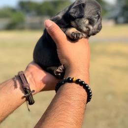 Jesse - Black and tan female French Bulldog puppy in Sherman, Texas from Horror Line Frenchies