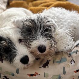 Sealyham Terriers from Jenny Voss