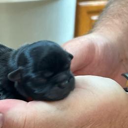 Squeak - Black female Shih Tzu puppy in Bloomfield, Indiana from Meihem Pups