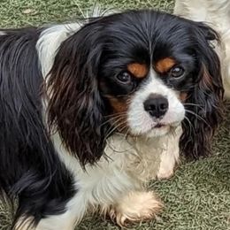 Quest - Cavalier King Charles Spaniel
