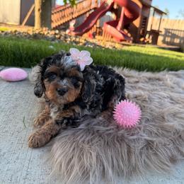 Merle girl - Merle female Cavapoo puppy in Port Orange, Florida from Royal doodles of Florida