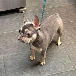 Silvia - Blue fawn female French Bulldog puppy in Graham, Washington from Olivia's Miniature Schnauzer's and French Bulldogs