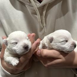 Poppy - White female West Highland White Terrier puppy in Ridgeway, Virginia from Rivers Bend Westies