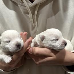 Poppy - White female West Highland White Terrier puppy in Ridgeway, Virginia from Rivers Bend Westies