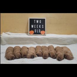 Boy 6 - Dark golden male Golden Retriever puppy in Champaign, Illinois from Paisley's Golden Pups