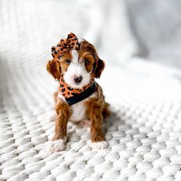 Miura - Red  female Goldendoodle puppy in Springville, Utah from Happy Doodle