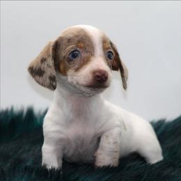 Male 3 - Dapple male Dachshund puppy in Childress, Texas from Taylor Farms