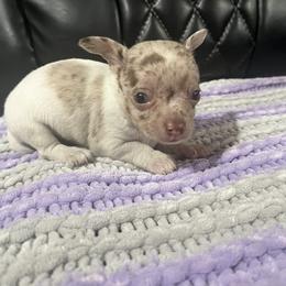 Chihuahua Puppies from Hocking Hills Chihuahua’s