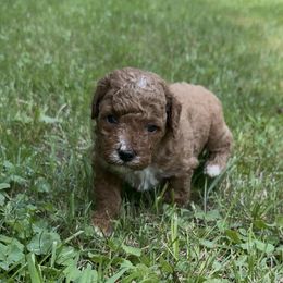 Charles - Red  male Poodle puppy in New Milford, Pennsylvania from Cross's Poodle Puppies