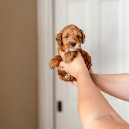 Oscar - Red Cockapoo puppy in Plant City, Florida from The Perks of Pups