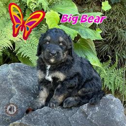 Big Bear - Phantom female Bernedoodle puppy in Banner Elk, North Carolina from Walnut Tree Bernedoodles