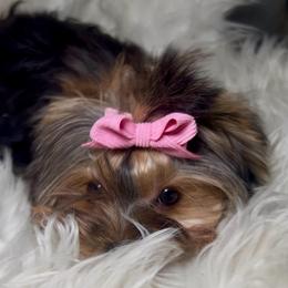 Lex - Black and gold female Yorkshire Terrier puppy in Las Vegas, Nevada from Yorkiepupsntcups