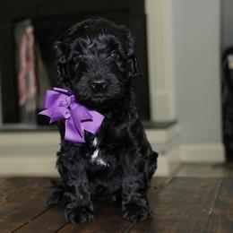 Purple - Black female Australian Labradoodle puppy in Milton, North Carolina from Good Day Doodles