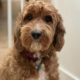 Ellie - Australian Labradoodle