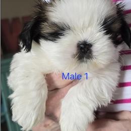 Boy 1 - Gold and white male Shih Tzu puppy in Dallas, Georgia from Dee-Jay's Shihtzu