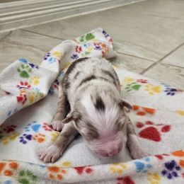 RMM - Red merle male Australian Shepherd puppy in Magnolia, Texas from Oasam Aussies