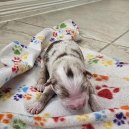 RMM - Red merle male Australian Shepherd puppy in Magnolia, Texas from Oasam Aussies