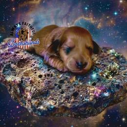 AFDs Benelli - Red male Dachshund puppy in Waverly, Ohio from Always Faithful Dachshunds