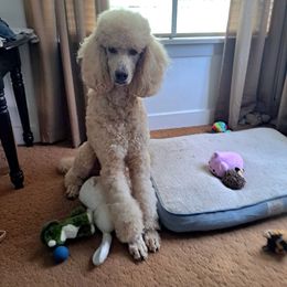 Pharaoh - Poodle