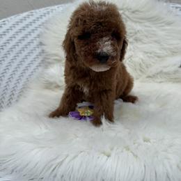 Zamira - Red  female Goldendoodle puppy in Davie, Florida from Daviegoldendoodles