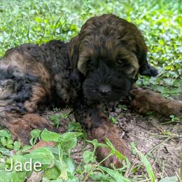 Jade - Brown and tan female Cockapoo puppy in Sunset, Louisiana from Cano Cockapoos