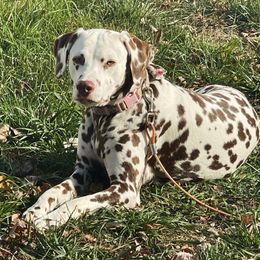 Dalmatian puppies from Destination Dalmatian