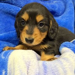 Barley - Black and tan male Dachshund puppy in Ft Dodge, Iowa from Secret Reality
