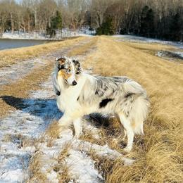 Collie and Yorkshire Terrier All Grown Up from Puppy Dog City