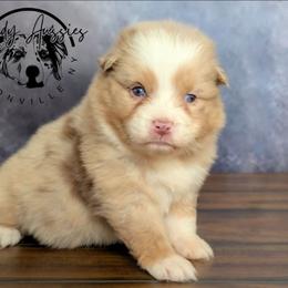 Dior - Red merle female Australian Shepherd puppy in Fultonville, New York from Sandy Aussies & Pomeranians