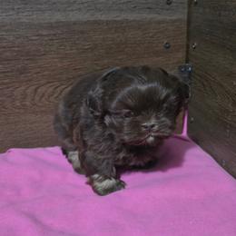 Female 1 - Liver female Shih Tzu puppy in Meadows Of Dan, Virginia from Walt’s Shih Tzus