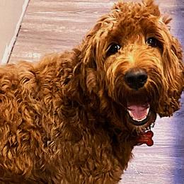 Maple - Irish Doodle