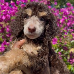 Cocoa - Brown female Poodle puppy in Corona, California from Garden Of Poodles