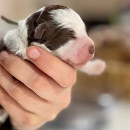 Momo - Brown and white Aussiedoodle puppy in Hampton Falls, New Hampshire from The Honest Egg Doodles