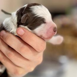 Momo - Brown and white Aussiedoodle puppy in Hampton Falls, New Hampshire from The Honest Egg Doodles