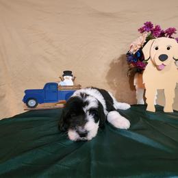 Edward - Sheepadoodle puppy from Oodles of poodles and doodles