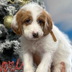 Labradoodles from MANUELA MORA