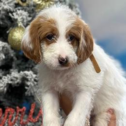 Labradoodles from MANUELA MORA
