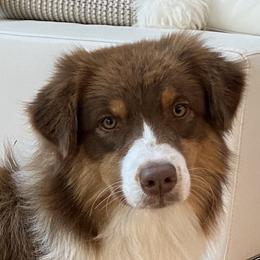 Ticket - Australian Shepherd