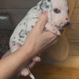 Gray - Male - Dalmatian puppy from Splendid Spots Dalmatians
