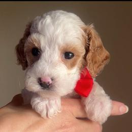 Bean - Parti male Goldendoodle puppy in Decatur, Texas from Scherrer Sweet Goldendoodles