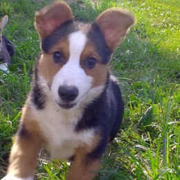 Boy 4 - Black and white male American Corgi puppy in Campbellsburg, Indiana from Kates Corgis